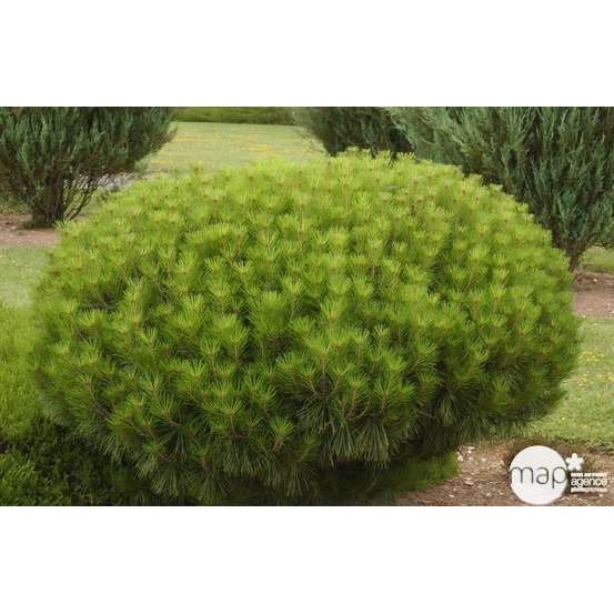 Pin (Pinus densiflora) 'Alice Verkade' 30/40 : pot 3L