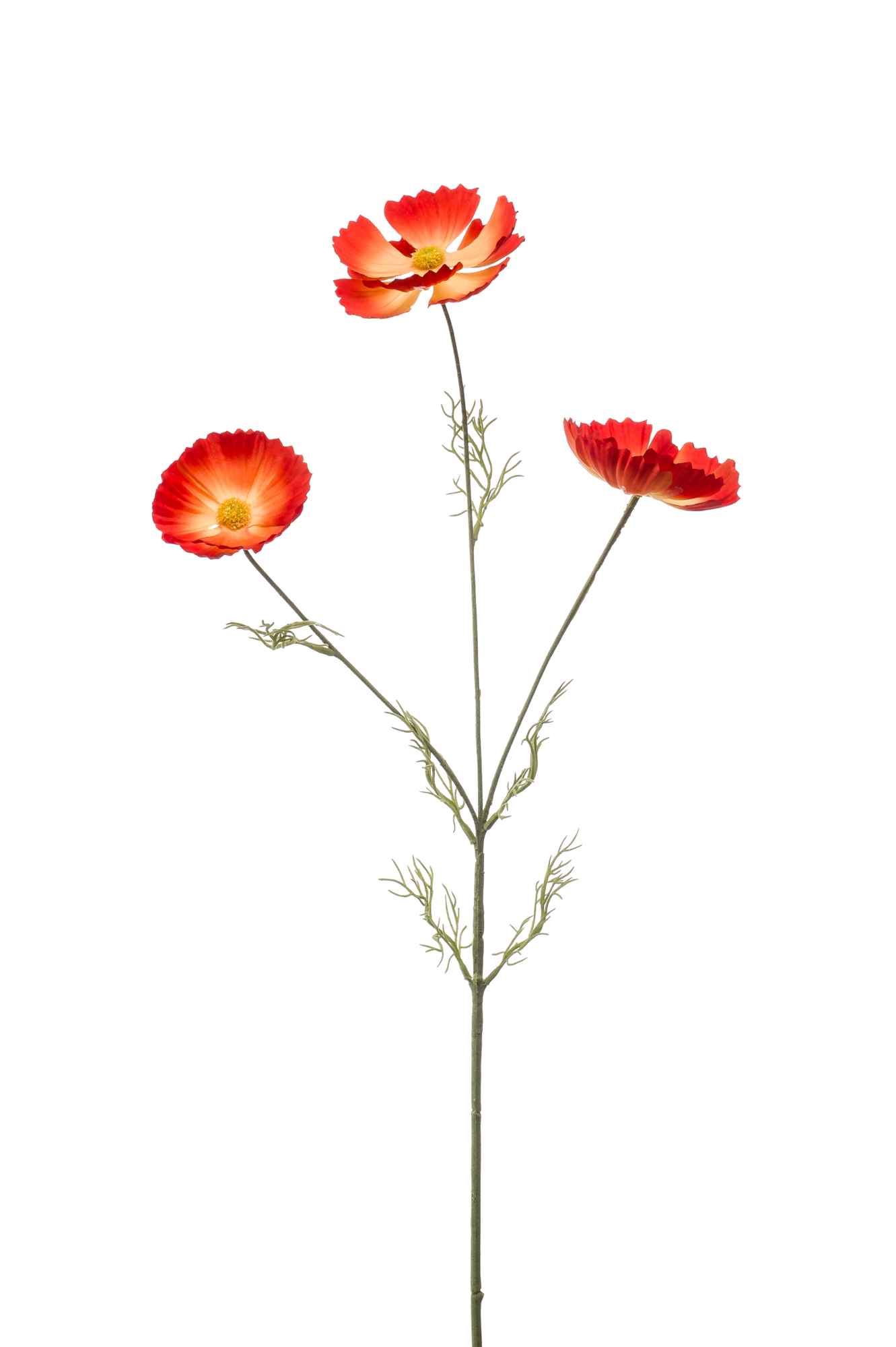 Cosmos spray