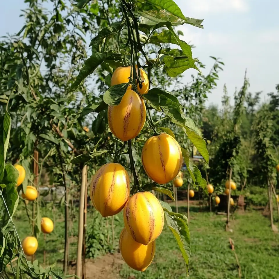 Meloenpeer - Set van 6 - Solanum Muricatum 'Pepino gold' - Hoogte 25-40cm - ⌀9cm