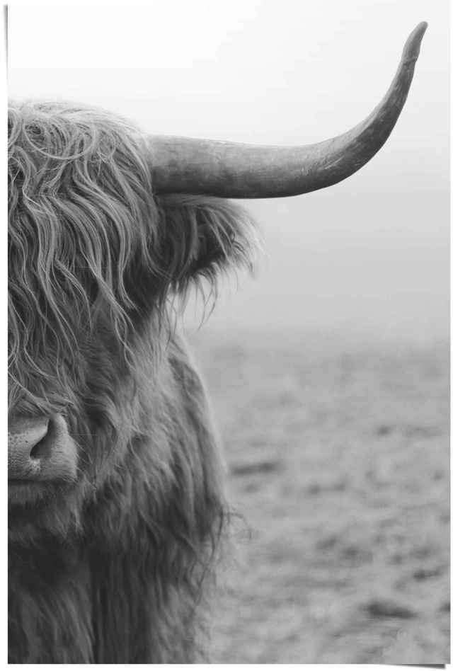 Reinders! Poster »Poster Highlander Bulle« Kuh 1 Stk. tlg.