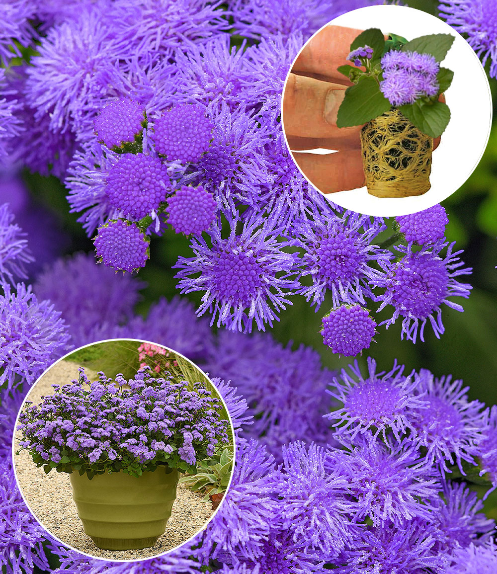 Ageratum 'Monarch Magic®'
