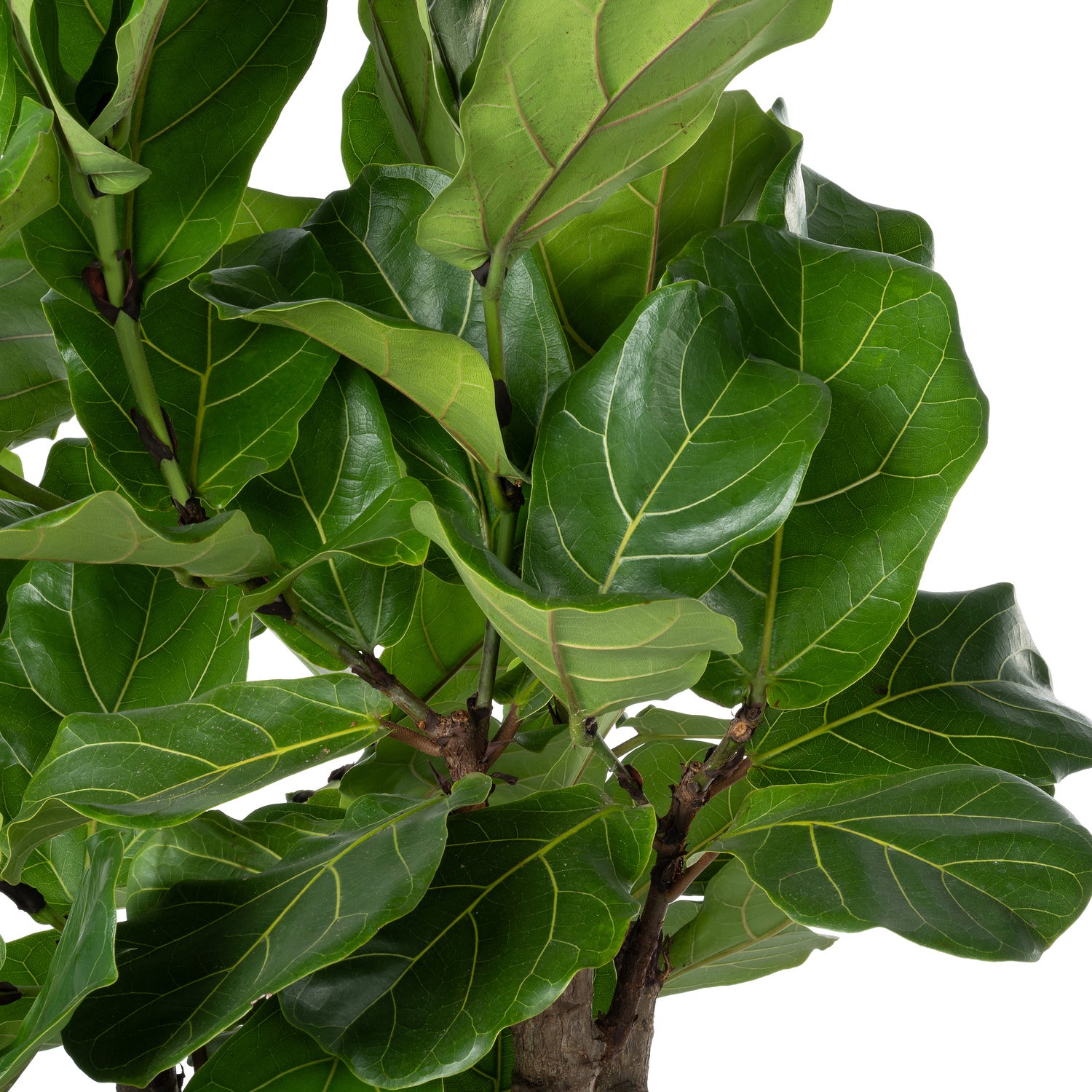 Vioolbladplant (Ficus lyrata) D 27 H 120 cm