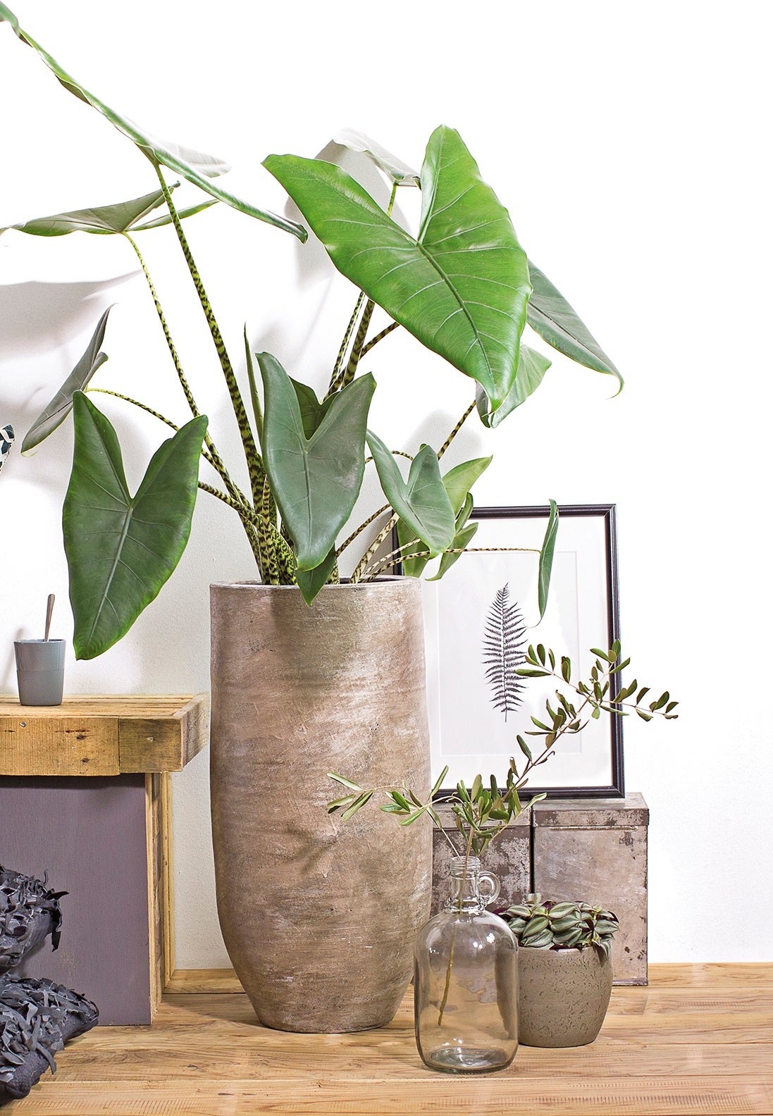 Olifantsoor (Alocasia zebrina) D 24 H 90 cm