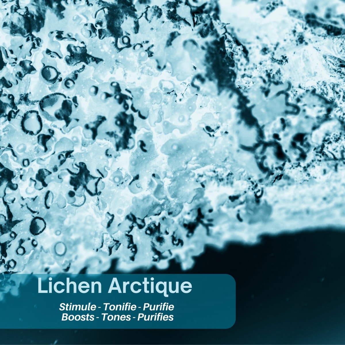 Polaar Men Polaar Men Douche Scandinave Visage, Corps &  Cheveux au Lichen Arctique