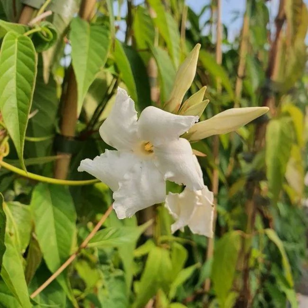 Jasmin de bolivie - mandevilla laxa 3l