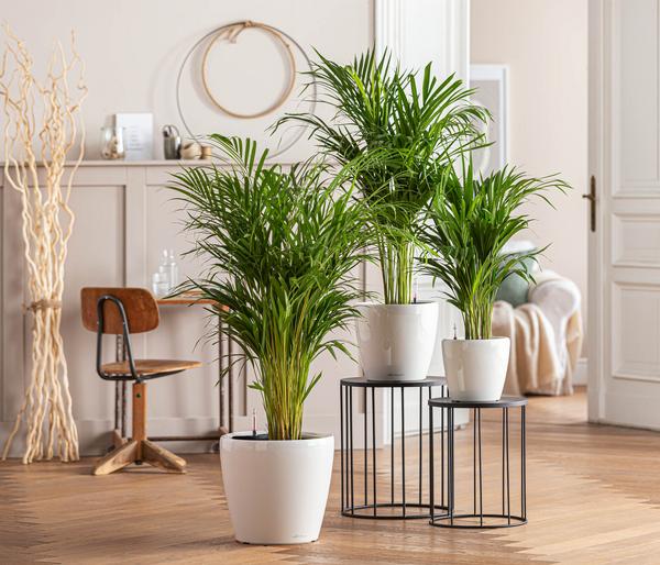 Goldfruchtpalme - Dypsis lutescens