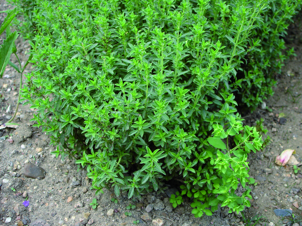 Plant de sarriette pot de 1l