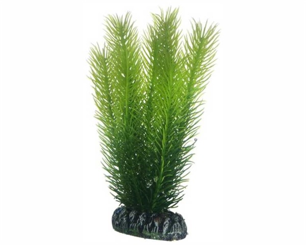 Hobby Plant Mayaca 16cm