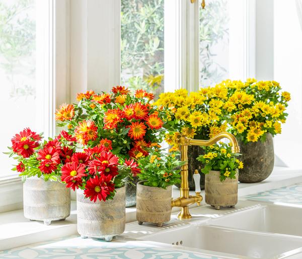 Chrysantheme 'Circus'