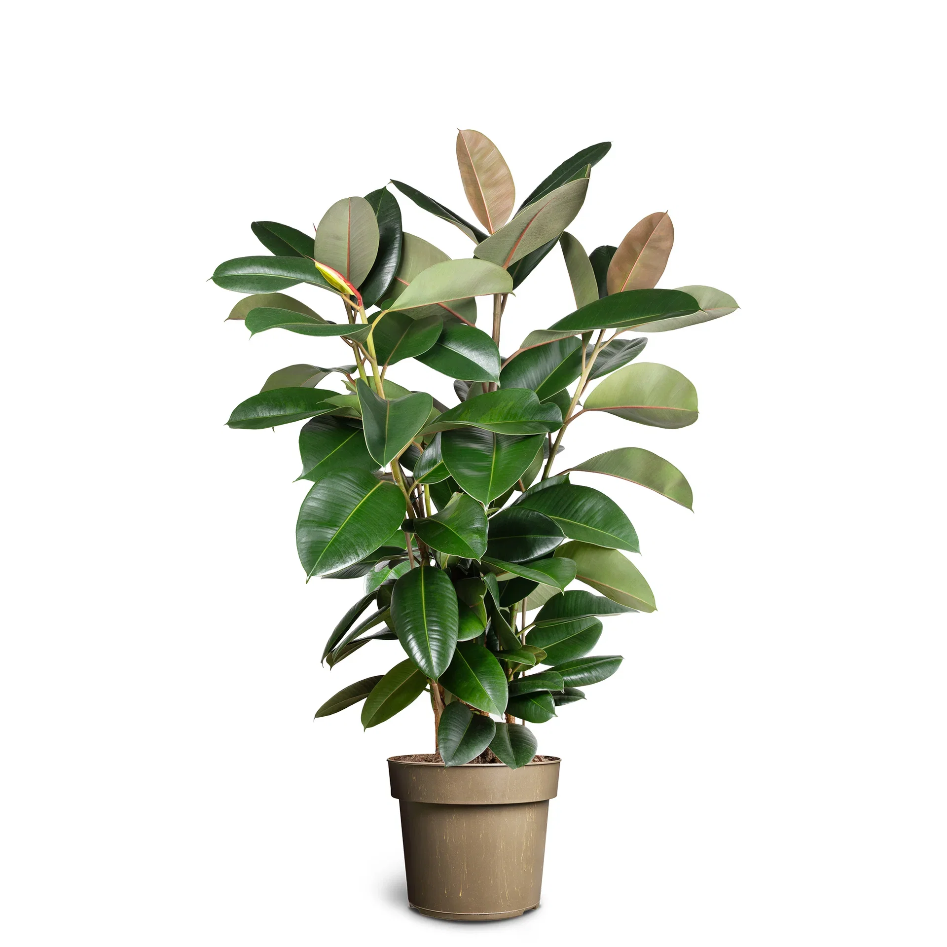 Ficus elastica 'Robusta' Gummifiken 'Robusta' Høyde 120-140 cm