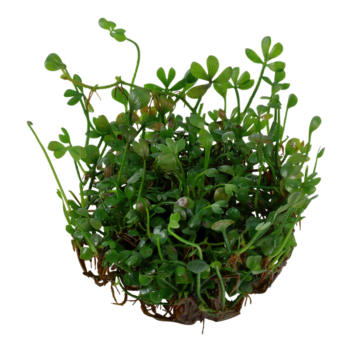 Waterplant Marsilea Minuta