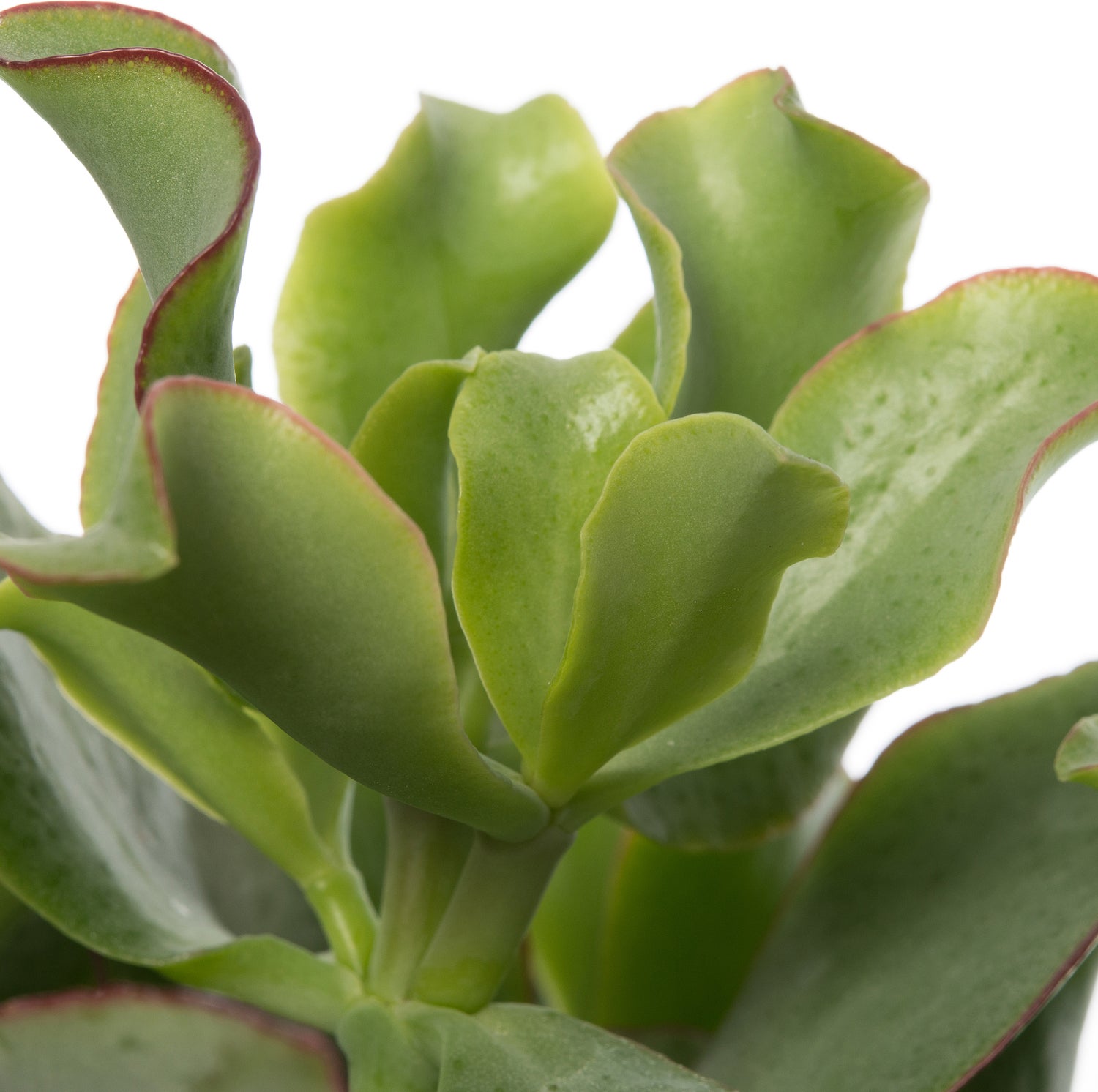 Crassula (Crassula undulatifolia 'Magic') D 12 H 17 cm