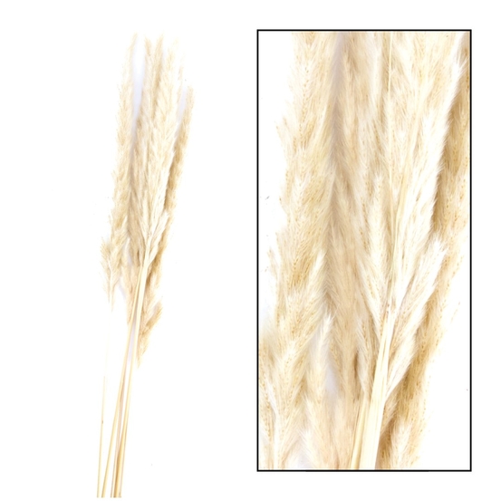 Bouquet séché Pampas Jaxx 65-75cm 6pcs