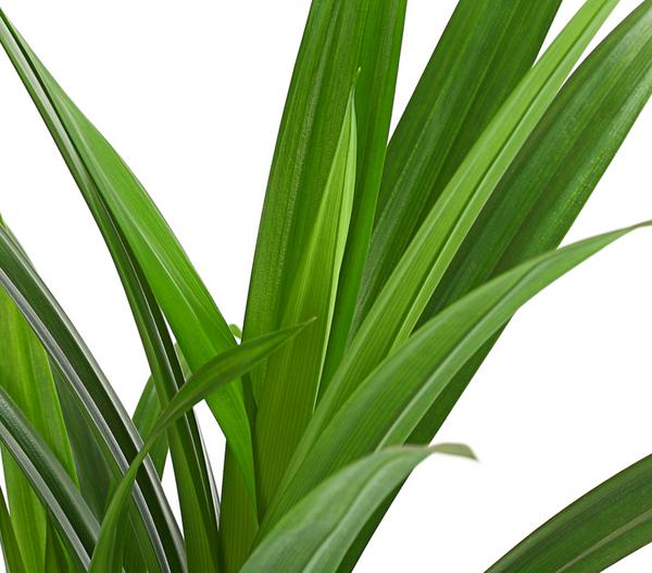 Schraubenbaum - Pandanus veitchii