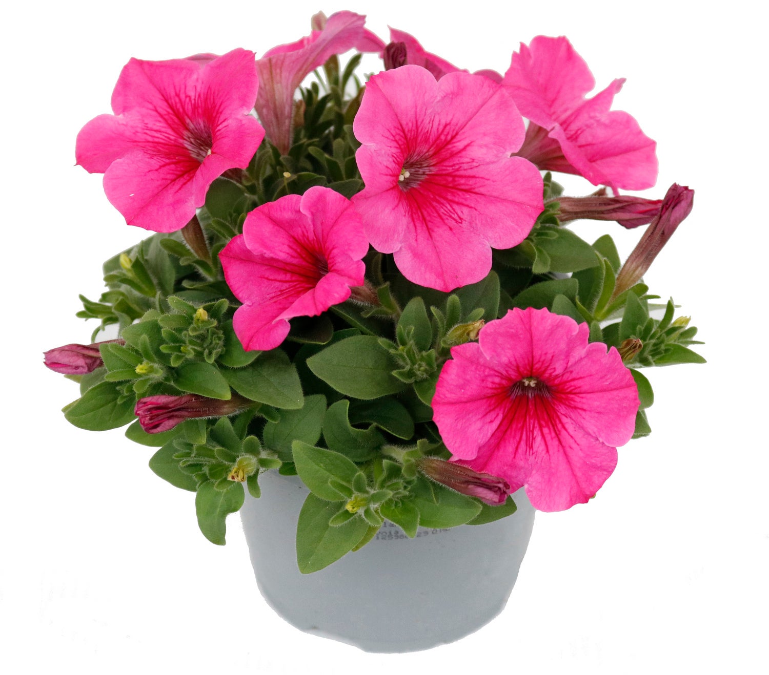 Petunia (Petunia 'Surfinia Hot Pink) D 13 H 15 cm