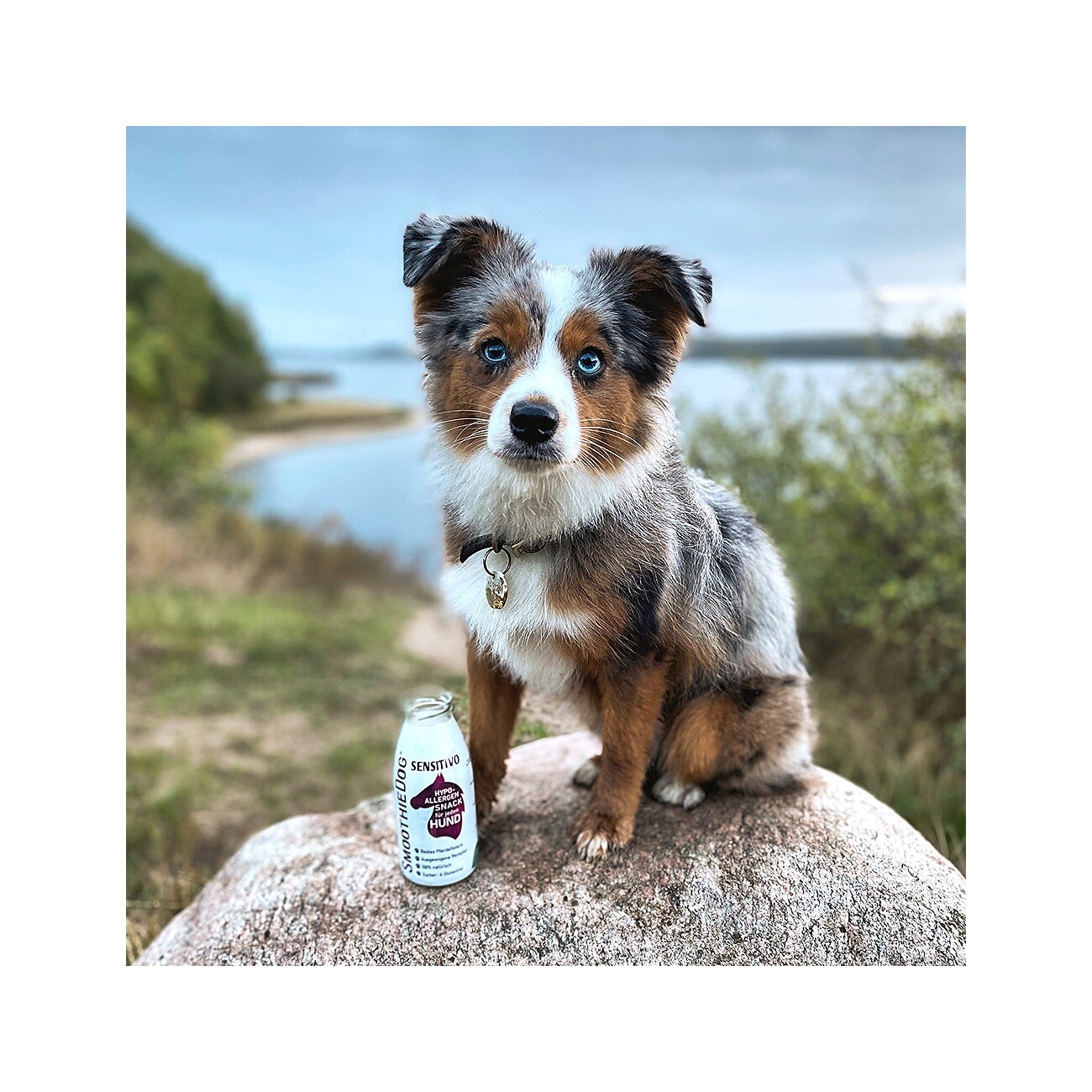 G.O.A.T. GmbH Smoothiedog SmoothieDog Sensitivo