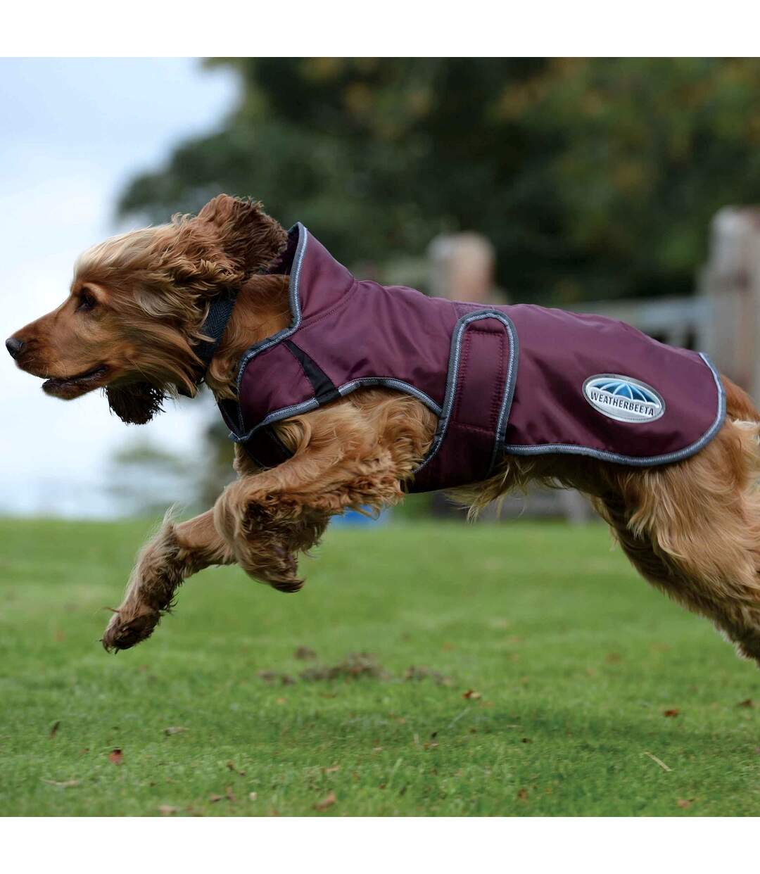 Weatherbeeta - Manteau pour chiens COMFITEC WINDBREAKER FREE DELUXE (Bordeaux / Gris / Blanc) (25 cm) - UTWB1651