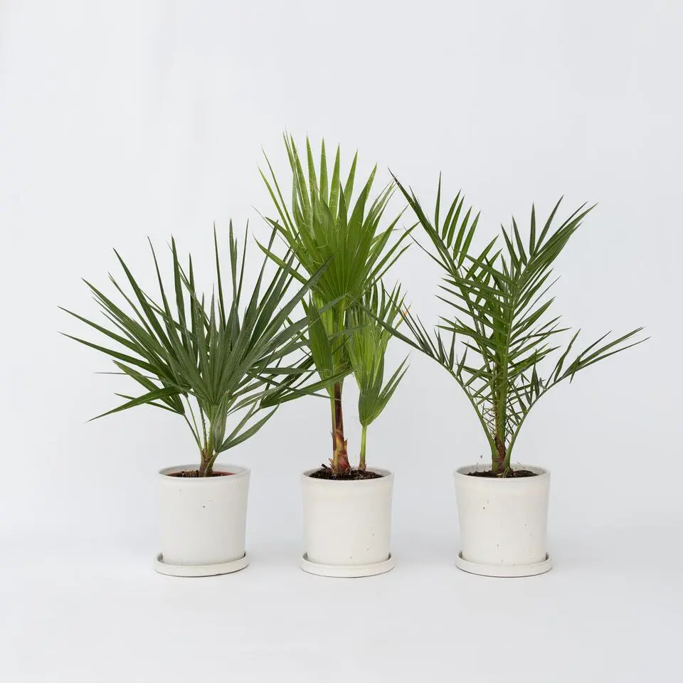 Tuinpalm - Set van 3 - Phoenix Chamaerops Washingtonia - Hoogte 50-70cm - ⌀15cm
