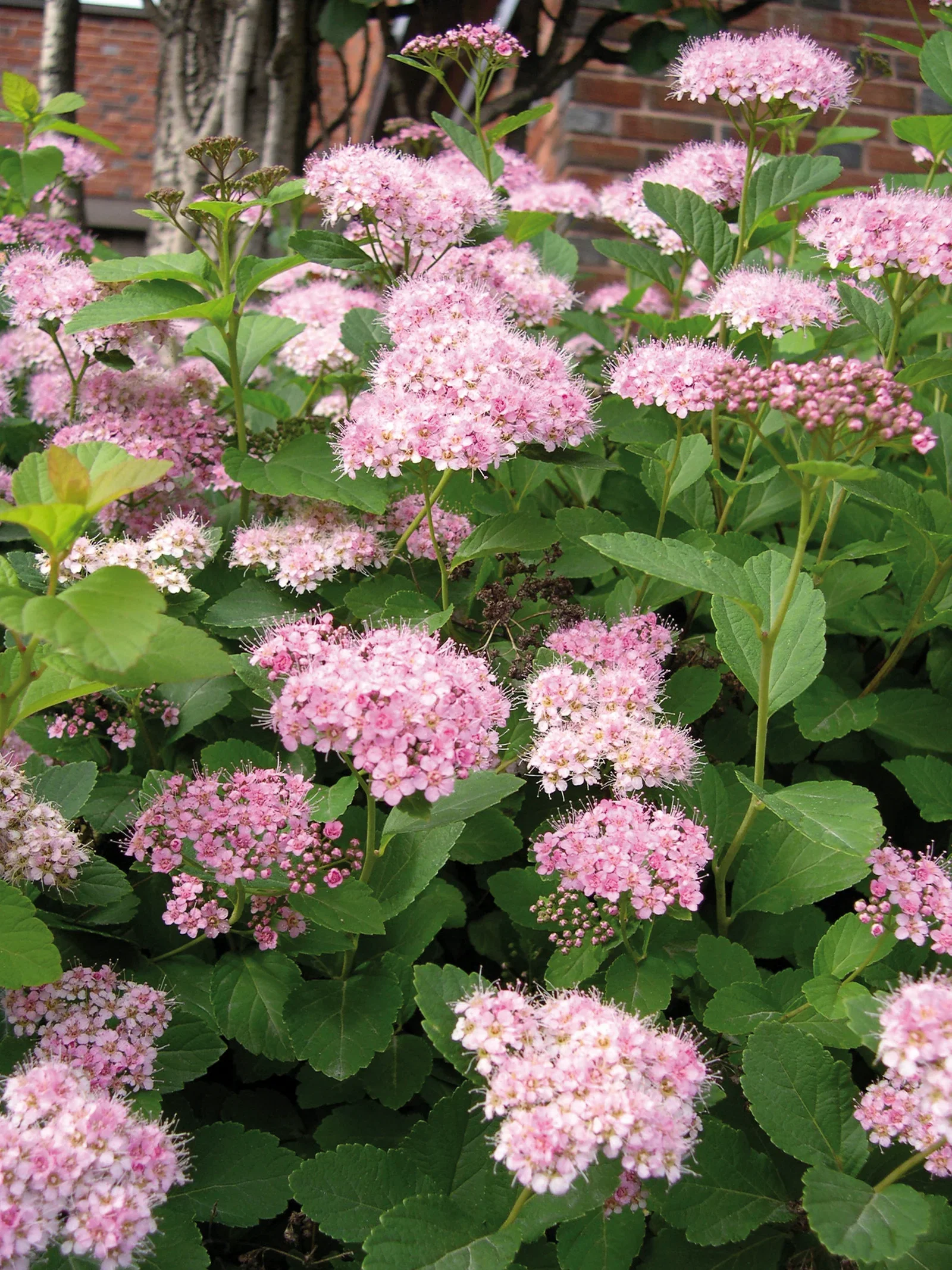 Spiraea japonica 'Little Princess' Japanspirea 'Little Princess' Ø22 cm