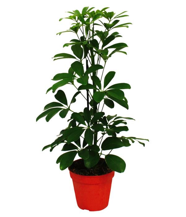 Strahlenaralien-Set - Schefflera, 2-teilig
