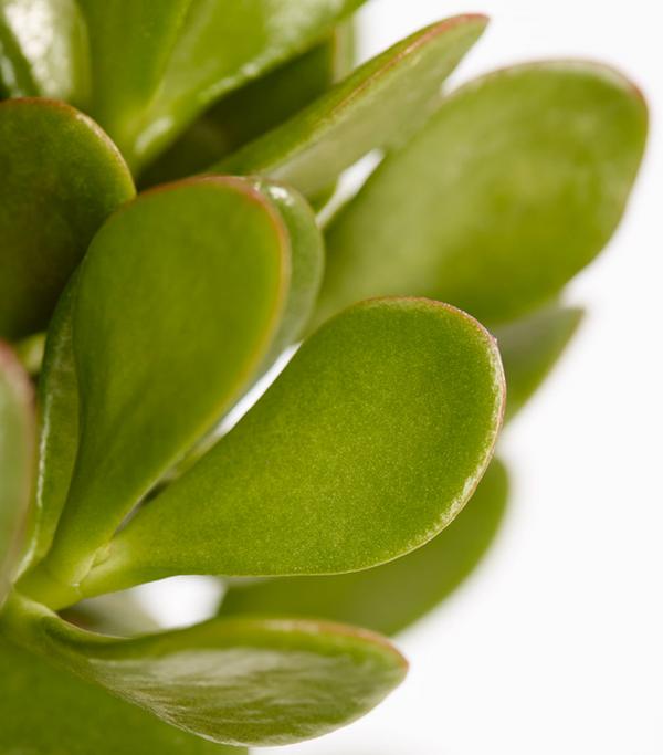 Dickblatt - Crassula cultivars, verschiedene