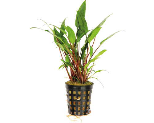 Waterbeker - Cryptocoryne lutea