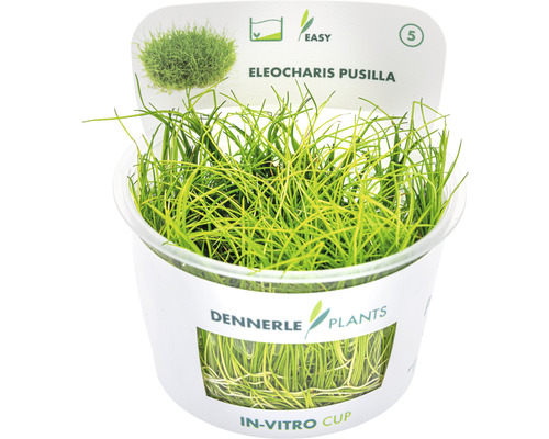 Dwergconiferen - Eleocharis pusilla In-Vitro