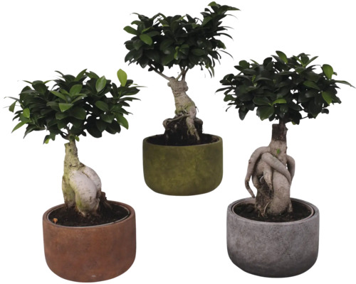 Chinese vijg FloraSelf Ficus microcarpa Ginseng H ca. 45 cm Ø 21 cm pot incl. keramische plantenbak Liam