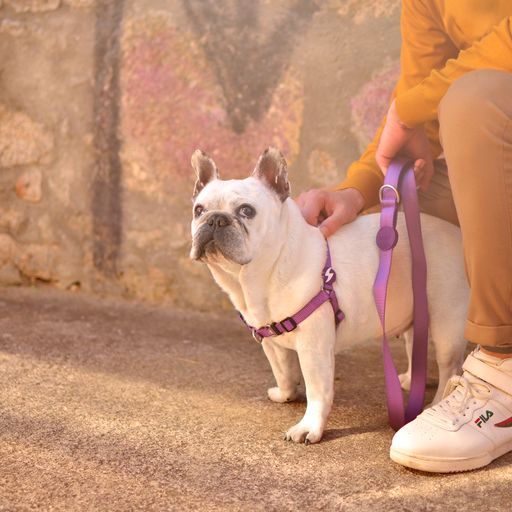 Guia de nylon roxa Dashi para cães