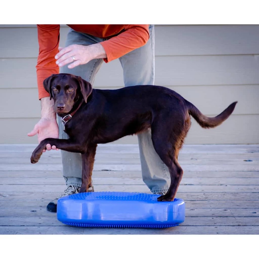 Plate-forme d'équilibre pour animaux k9fitbone pvc bleu ciel