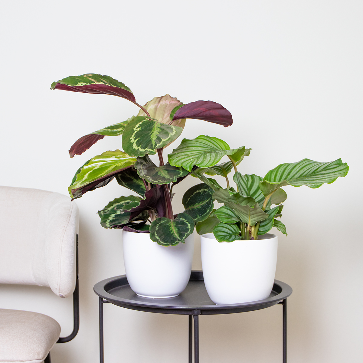 Calathea 'médaillon' & 'orbifolia' - purificatrices d'air et pot de pépinière ⌀14 cm - ↕40-45 cm