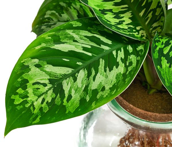Waterplant Homalomena im Kugelglas -