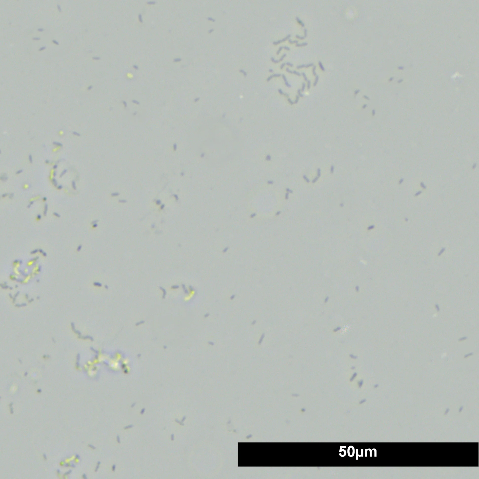JBL FilterStart | Levende bacteriën