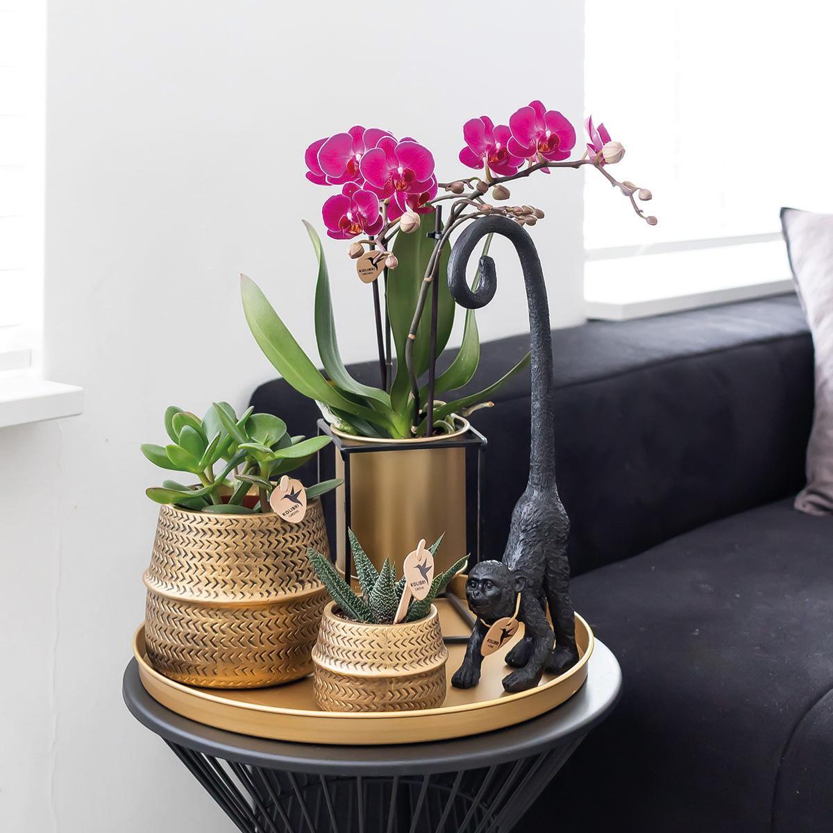 Plante d'intérieur - orchidée phalaenopsis mauve - lot de 2 35cm