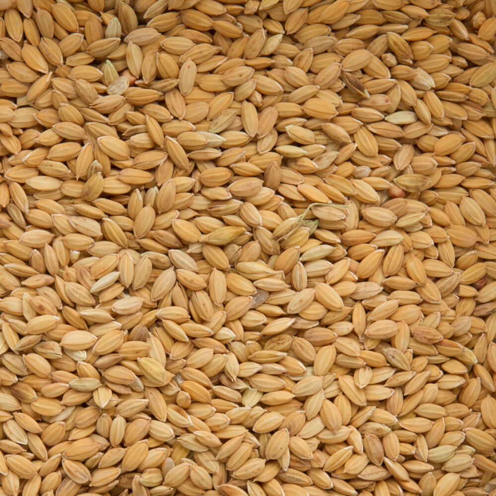 Beyers Rijst Paddy 20 kg