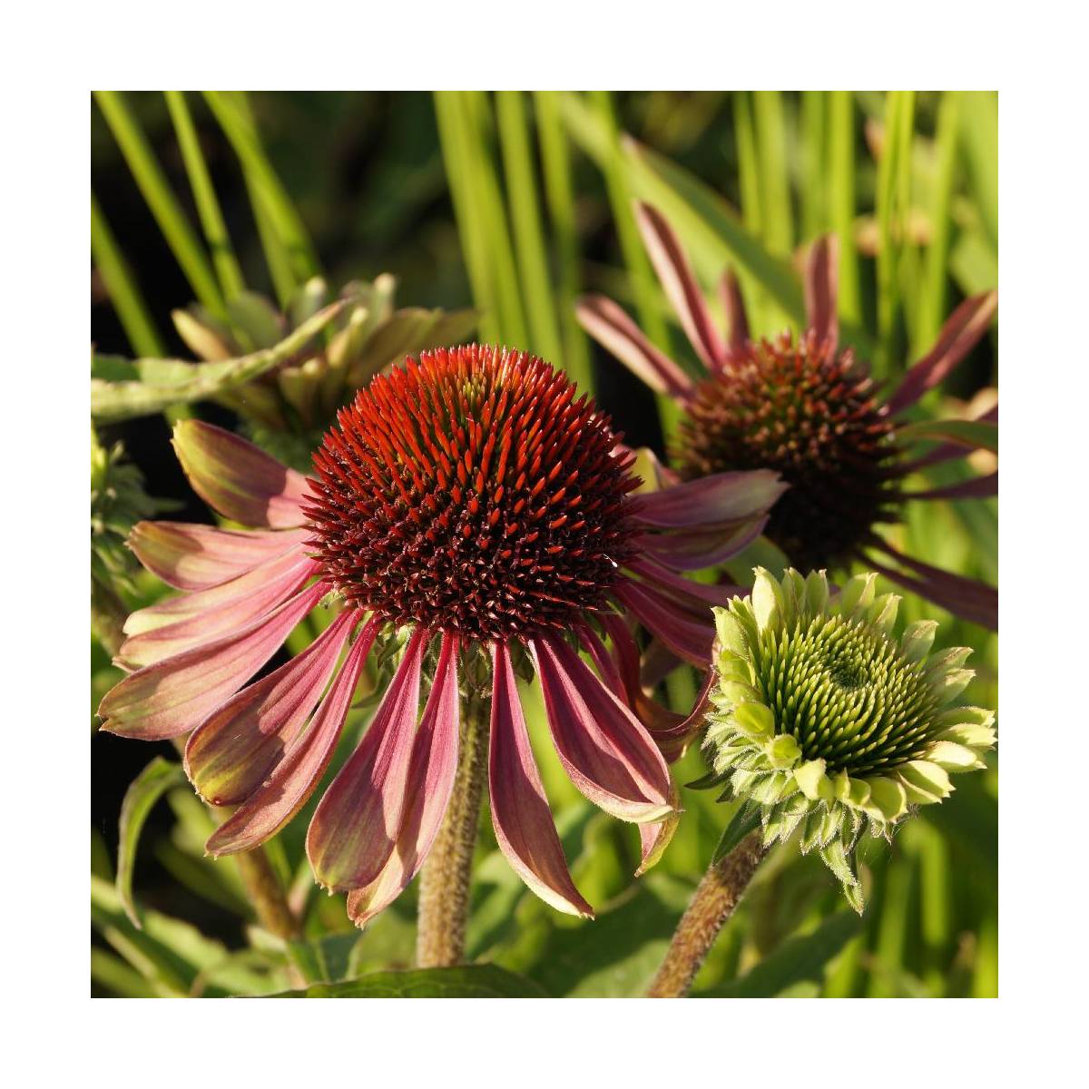 Échinacée green twister/echinacea purpurea green twister[-]godet