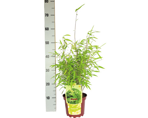 Bolvormige tuinbamboe Fargesia nitida Volcano H 30-40 cm Co 2 L