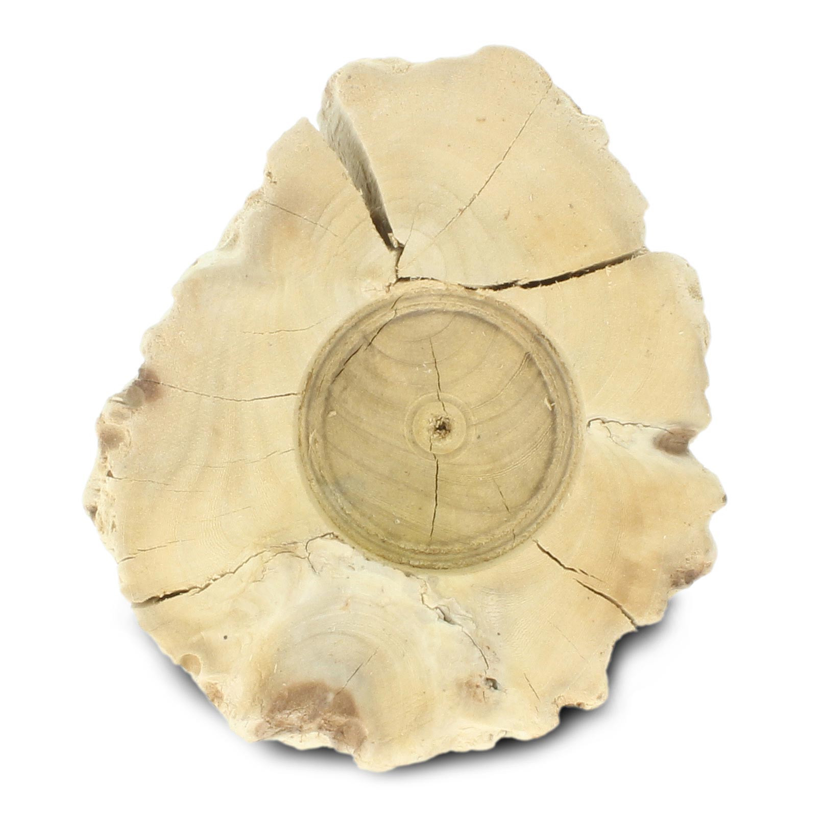 Kerzenhalter aus Schneckenholz, weiß, H 8 cm von fischer's lagerhaus