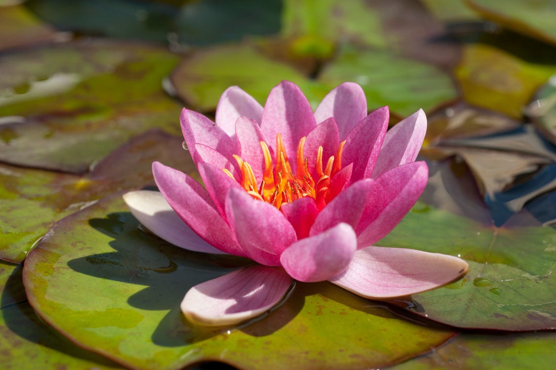 Waterlelie (Nymphaea 'Laydekeri lilacea') D 11 H 30 cm