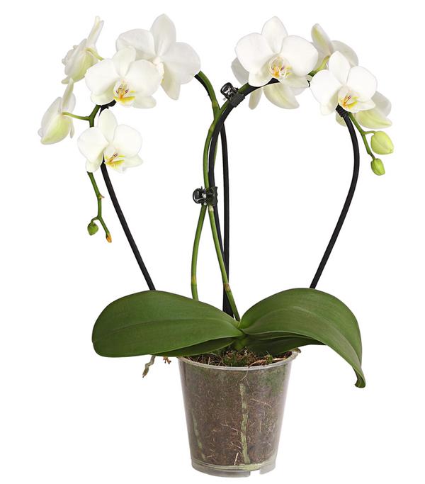 Midi Schmetterlingsorchidee - Phalaenopsis
