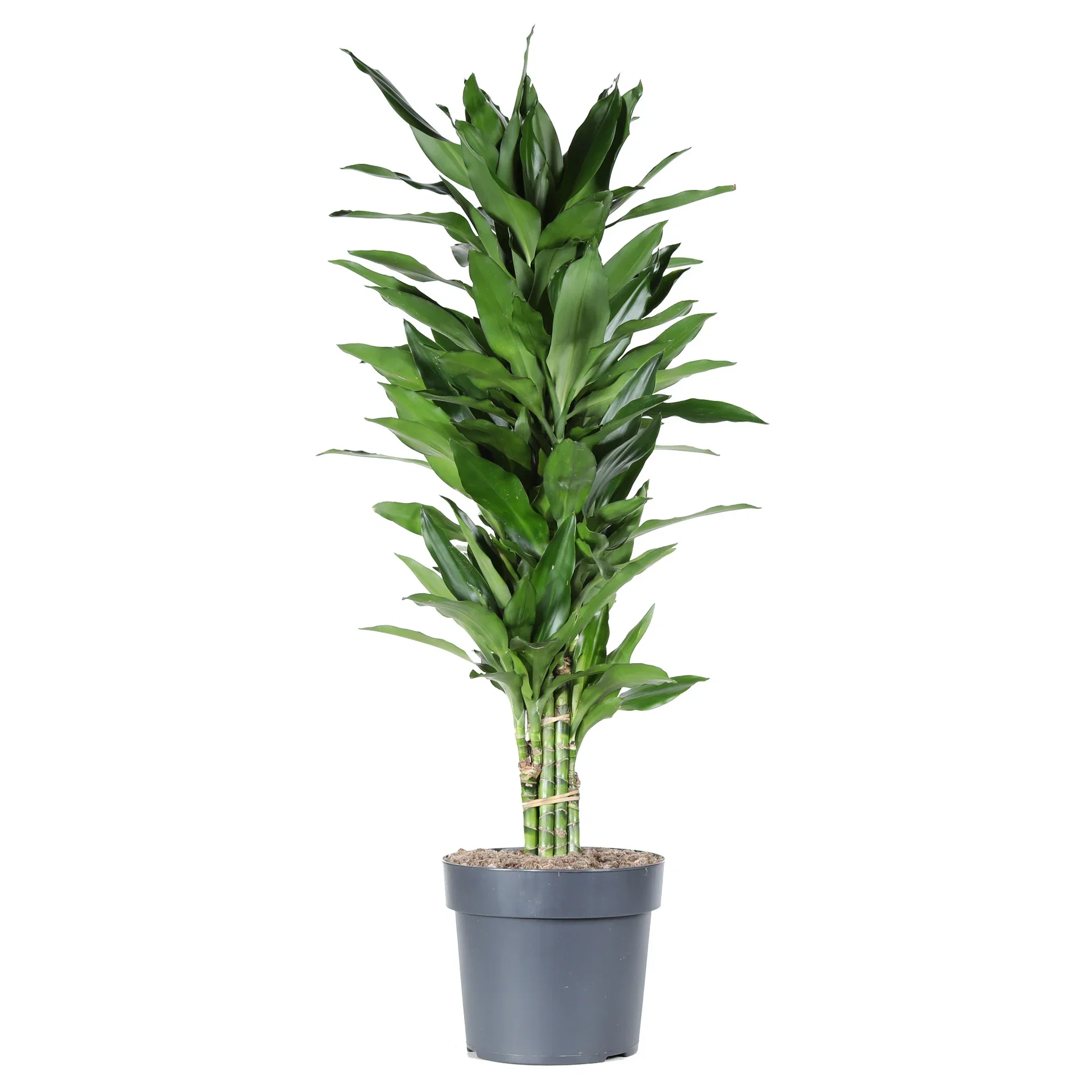 Dracaena fragrans (Deremensis-Group) 'Janet Lind' Draketre 'Janet Lind' Høyde 100 cm