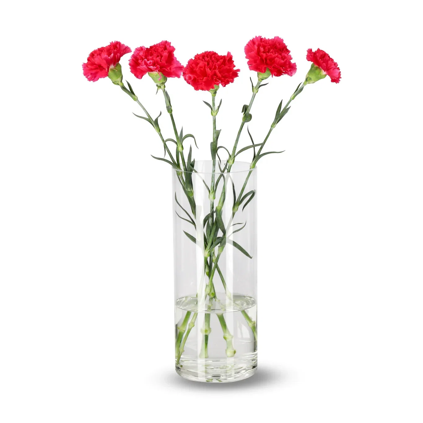 Nelliker 5pk Høyde 50 cm