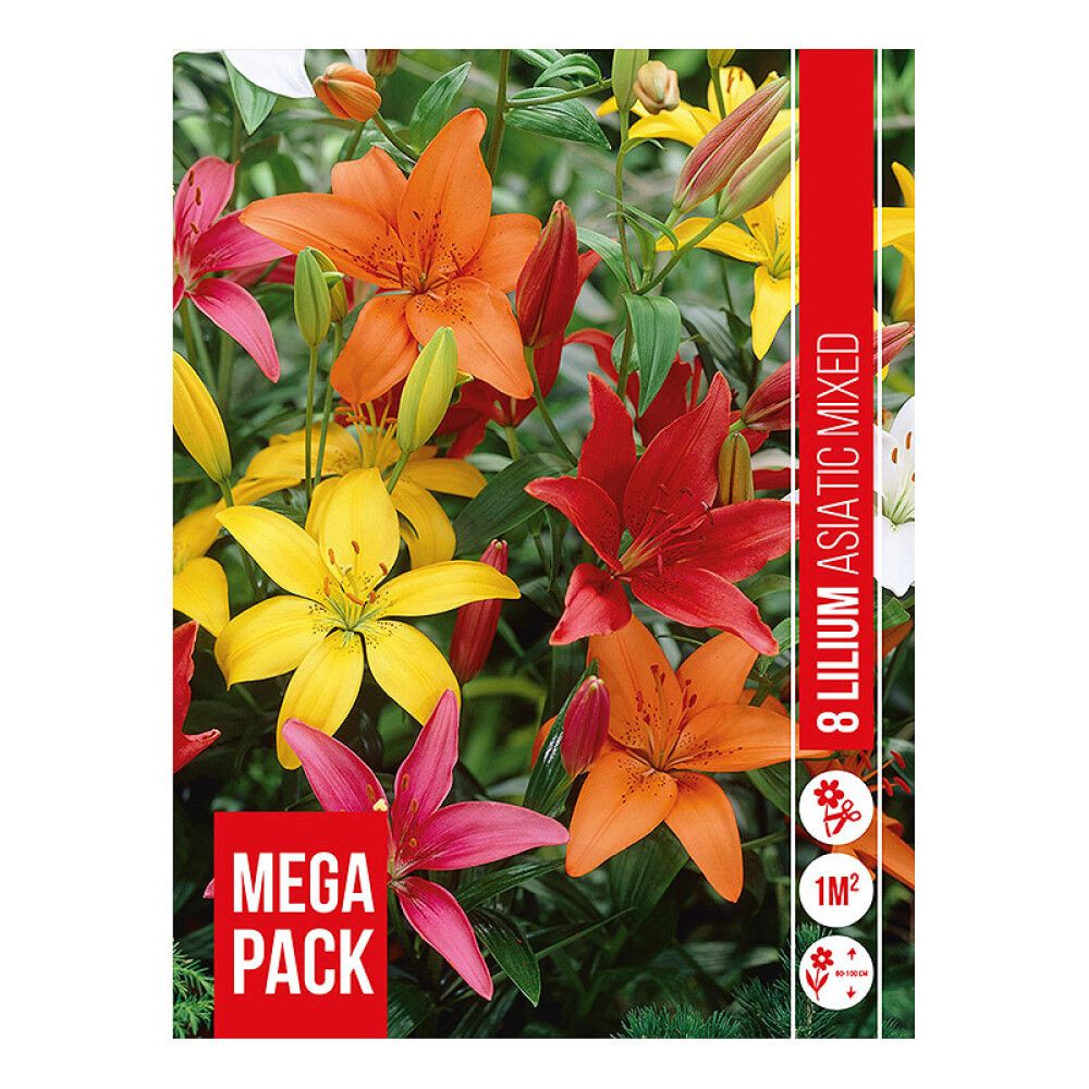 VÅRLØK LILJE LILIUM ASIATIC MIX 8PK
