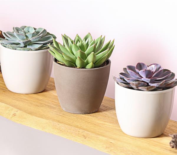 Echeverien-Set - Echeveria, verschiedene
