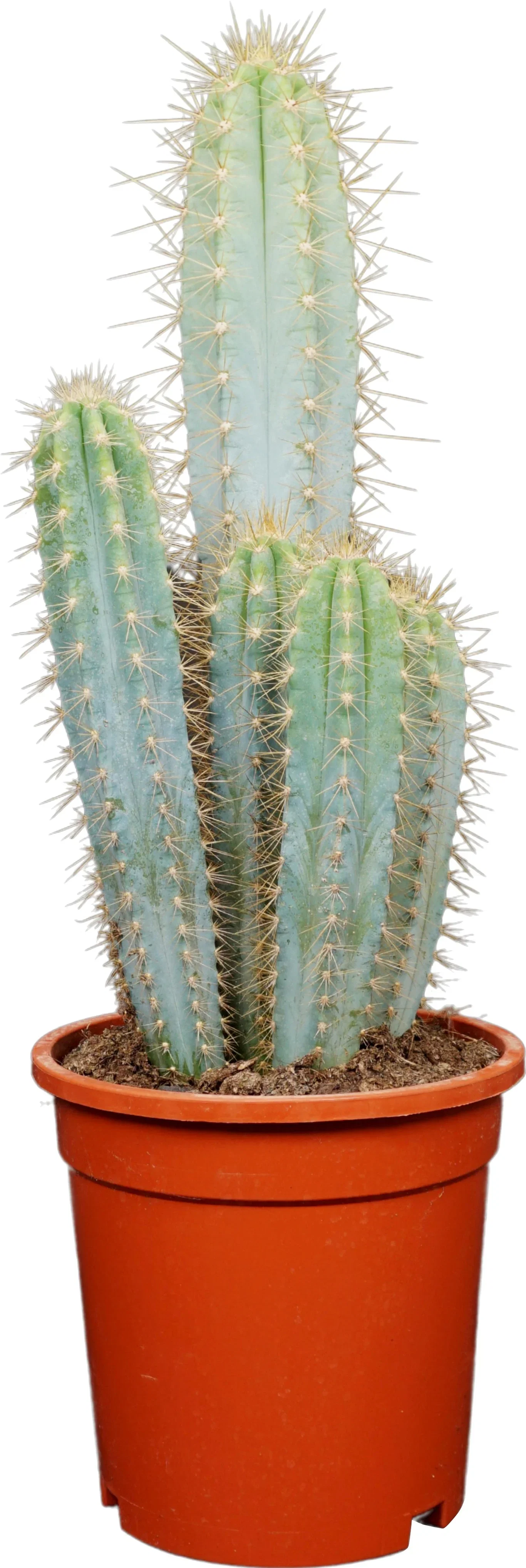 Polaskia chichipe, Vatricania guentheri, Pilosocereus azureus, Pilosocereus gounellei & Pilosocereus braunii Kaktus miks Høyde 35 cm