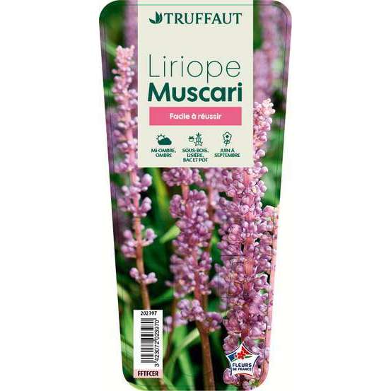 Liriope muscari : godet