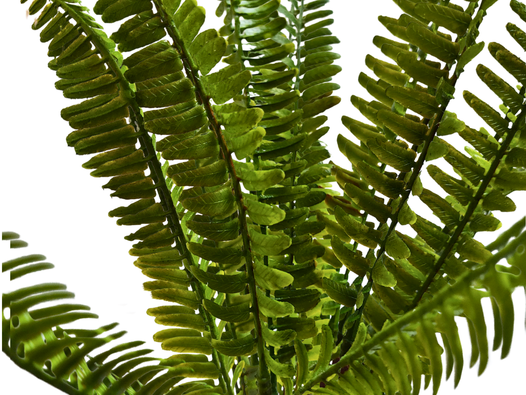 Samambaia de 35 cm para decoração de terrário