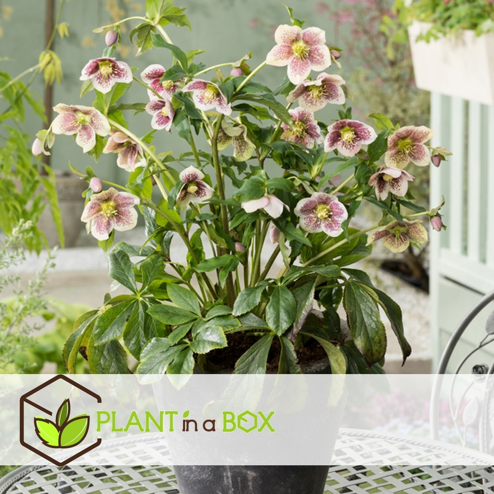 Helleborus orientalis - mélange de 6 - jardin - pot 12cm - hauteur 20-30cm