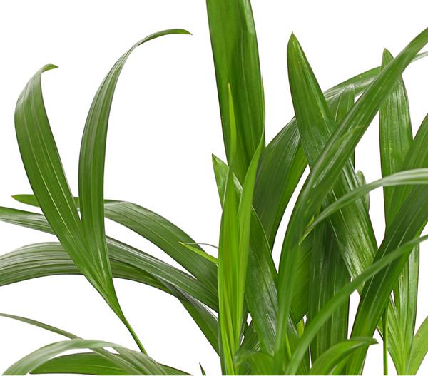 Goldfruchtpalme - Dypsis lutescens
