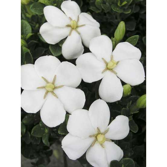 Gardenia Jasminoides kleims Hardy : Pot 3L
